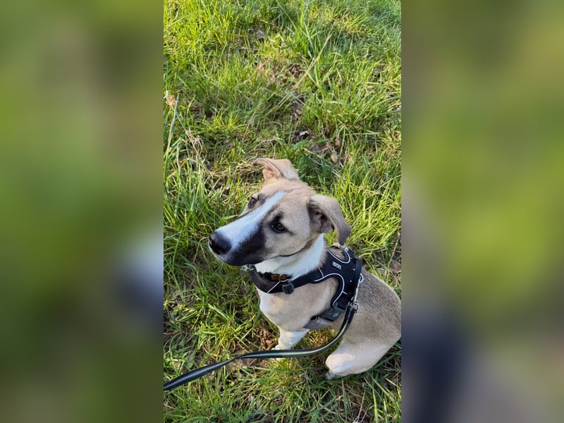 Lilly - will endlich ihr eigenes Für immer Zuhause - ja für immer bitte