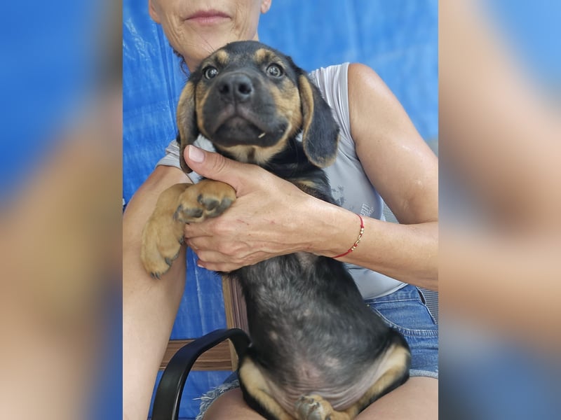 Romeo sucht bei Dir sein Körbchen oder eigens Bett für Immer