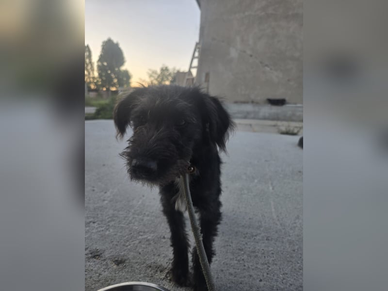 Leon - mit seinem treuen Hundeblick, sucht er ein Zuhause bei Dir