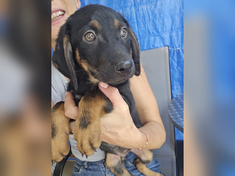 Russel - willst du mit mir gemeinsam wachsen und mir ein Forever Home geben ? Ja Du