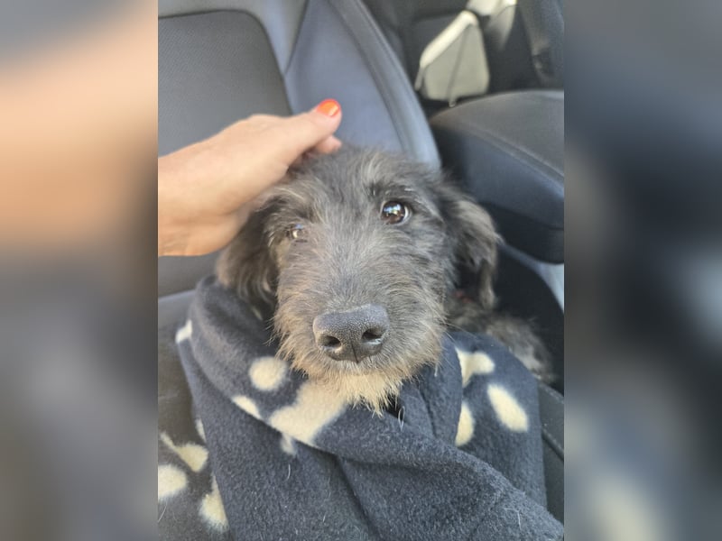 Leon - mit seinem treuen Hundeblick, sucht er ein Zuhause bei Dir