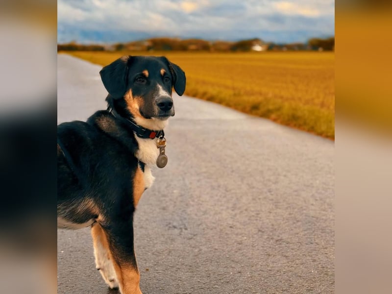 Charlie - besonderer Traum , Hund mit sanften Wesen