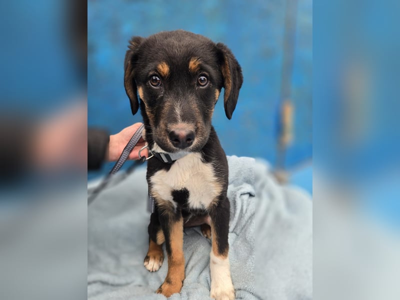 Georgina - möchte dich adoptieren oder Du sie ?