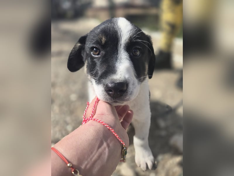 Bingo - sucht ein warmes Körbchen und vieeeel Liebe