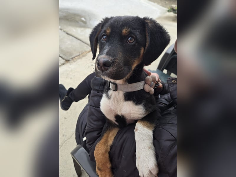 Georgina - möchte dich adoptieren oder Du sie ?
