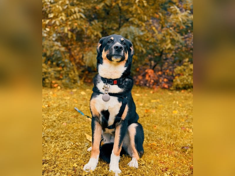Charlie - besonderer Traum , Hund mit sanften Wesen