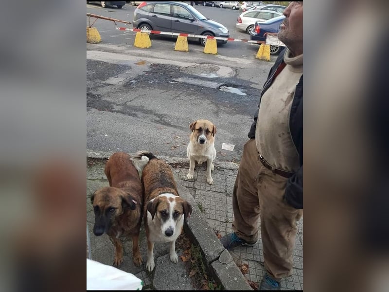 Veska - ältere Hundedame sucht dich für ihren Alterswohnsitz