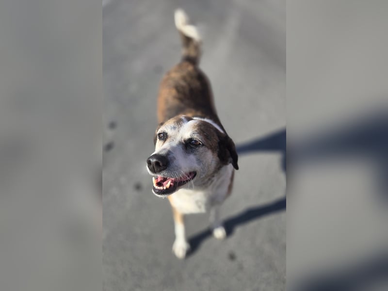 Veska - ältere Hundedame sucht dich für ihren Alterswohnsitz