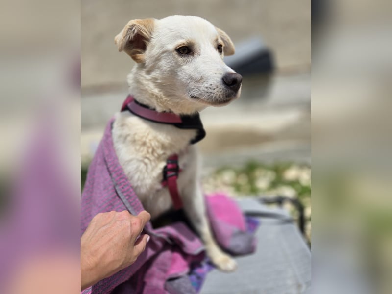 Cem, suchen dringend einen Gnadenplatz - wir wünschen das Cem sein Happy Wesen wieder findet