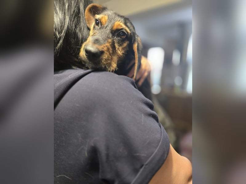 Masha sucht ein liebevolles Zuhause