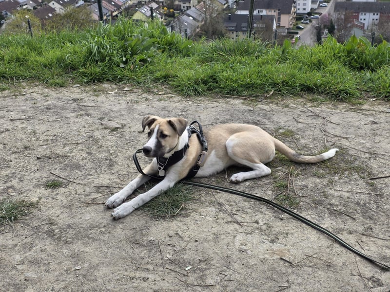 Lilly - will endlich ihr eigenes Für immer Zuhause - ja für immer bitte