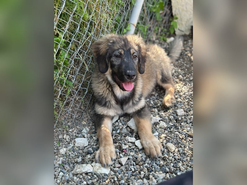 Dilara - fröhliches und offenes Hundemädchen sucht Dich