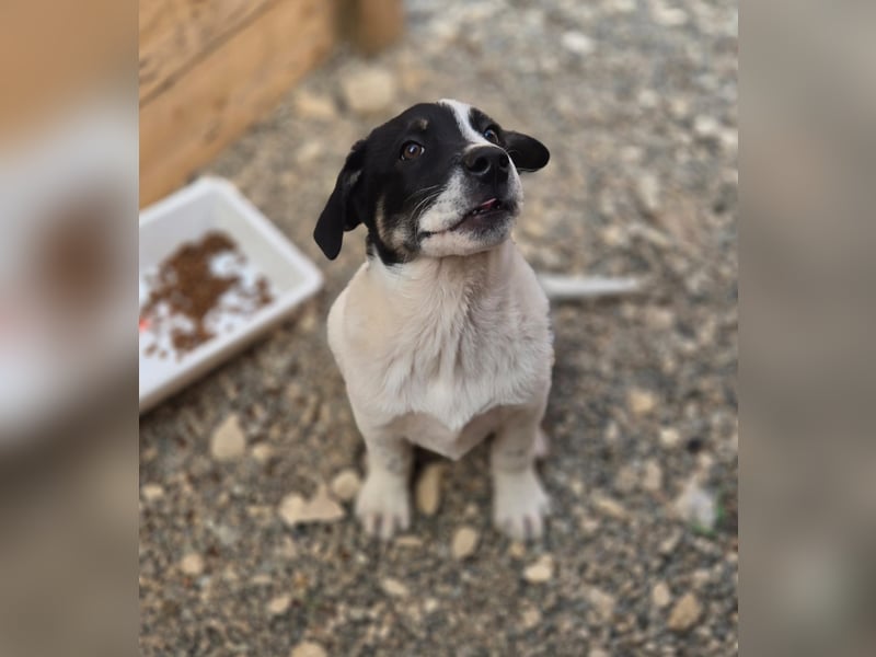 Bingo - sucht ein warmes Körbchen und vieeeel Liebe