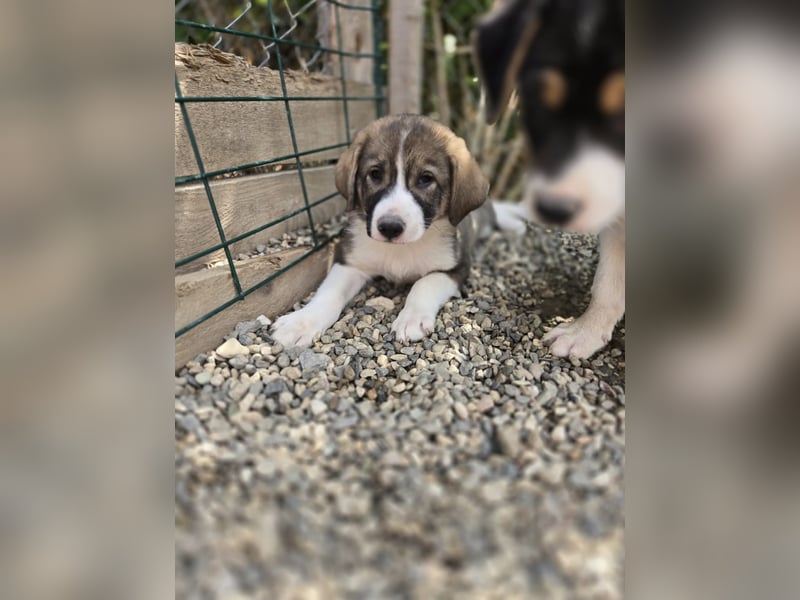 Josie - sucht ein Zuhause voller Liebe, Wärme und Menschen die sie glücklich macht