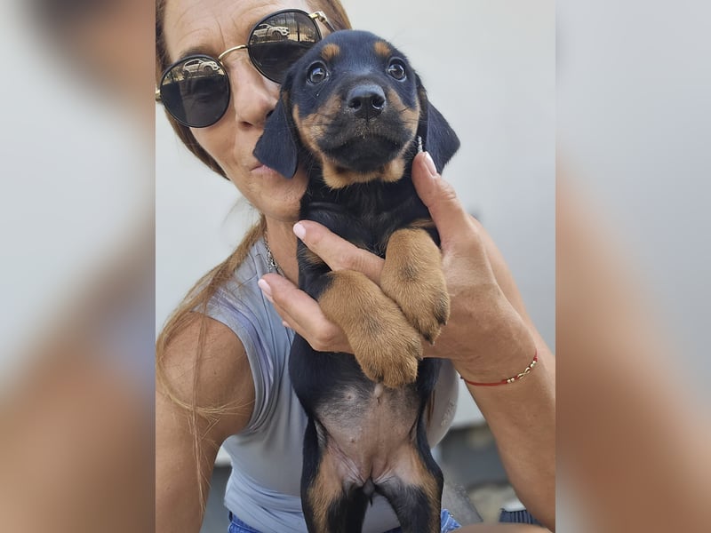 Suki - Abenteurer sucht Dich - mit viel Liebe, Geduld und Verantwortungsbewusstsein