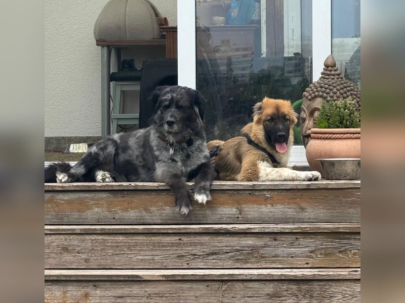 Zayden - sucht sein Foreverhome bei dir - er ist ein toller Wegbegleiter für dich