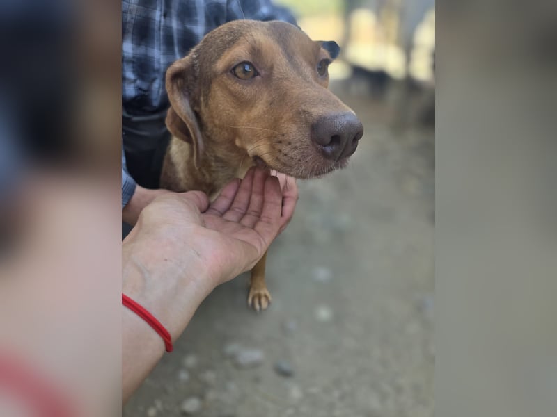 Sarinka - Hundemama sucht jetzt ihr Foreverhome - bei Dir