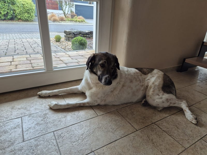 Kira - Lebensfreude auf vier Pfoten - besuchbar in DE 76689 Karlsdorf