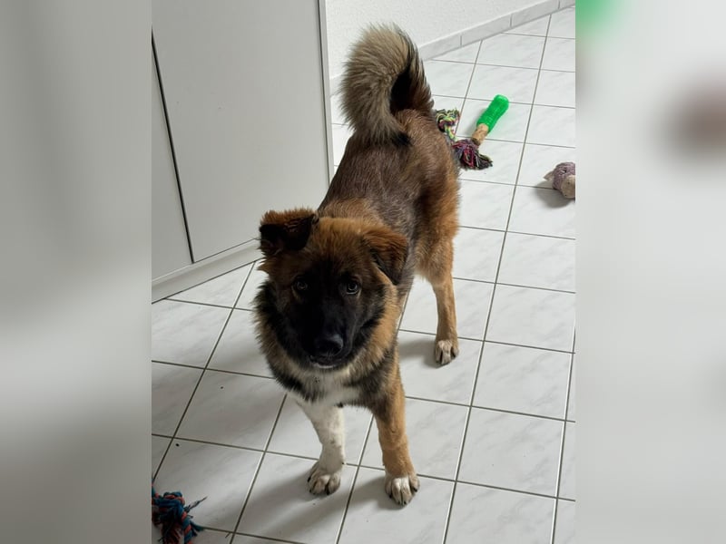 Zayden - sucht sein Foreverhome bei dir - er ist ein toller Wegbegleiter für dich