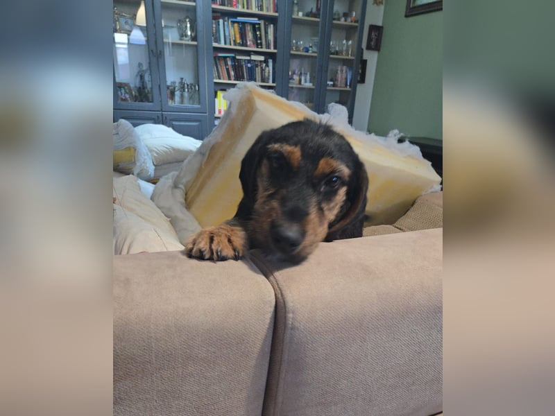 Masha sucht ein liebevolles Zuhause