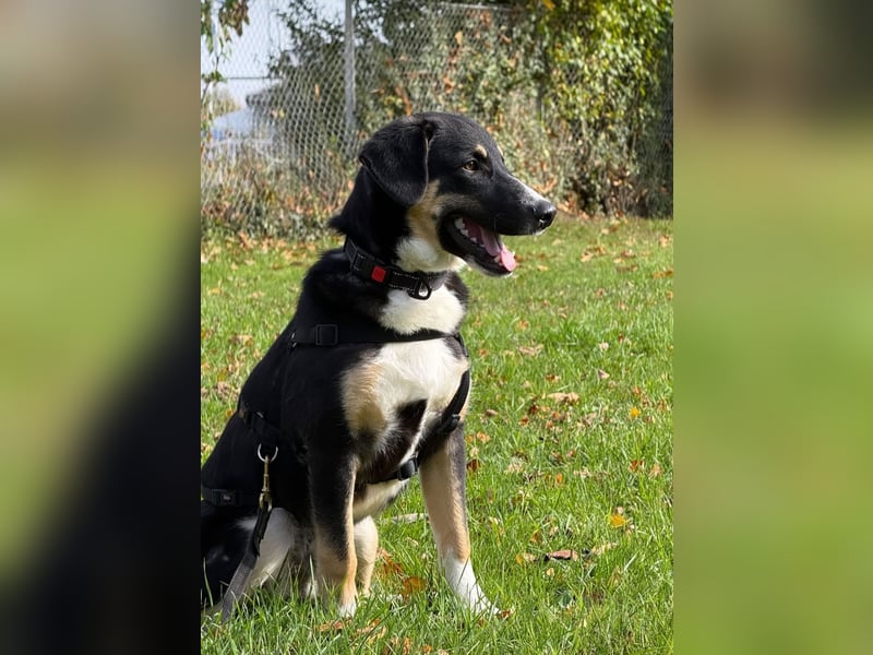 Charlie - besonderer Traum , Hund mit sanften Wesen