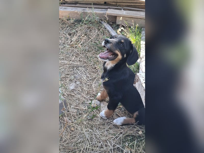 Pumpkin - sucht Dich für eine Freundschaft fürs Leben