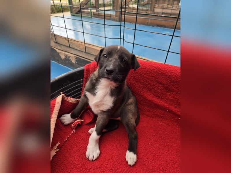 Dana - Welpenmädchen sucht dich - für ihr Foreverhome
