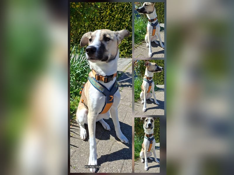 Lilly - will endlich ihr eigenes Für immer Zuhause - ja für immer bitte