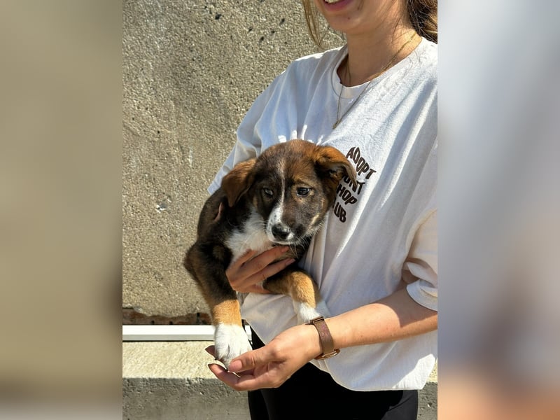 Maja - offene, lebensfrohe kleine Hündin sucht Dich - ja Dich