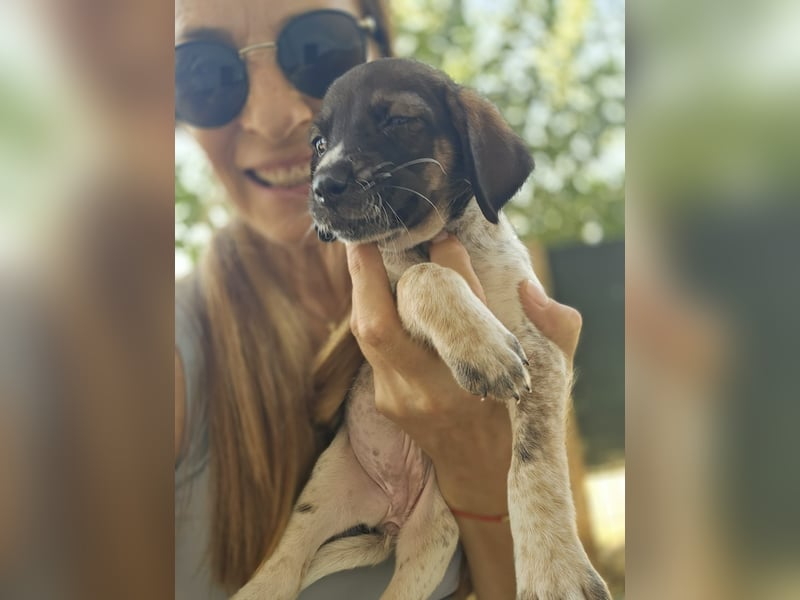 Sabrina, Abenteuer Junghund für Dich ?