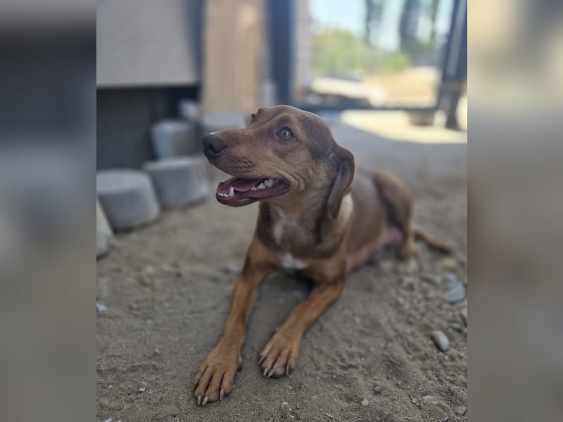 Sarinka - Hundemama sucht jetzt ihr Foreverhome - bei Dir