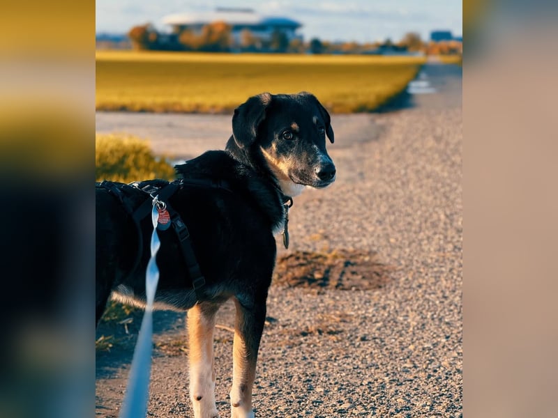 Charlie - besonderer Traum , Hund mit sanften Wesen