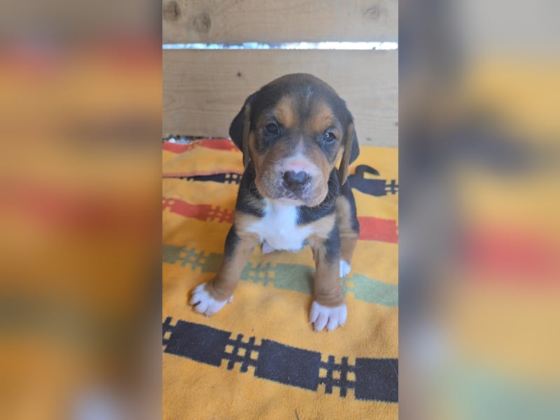 Georgie - sucht bei Dir ein Zuhause mit Liebe, Geborgenheit und ein willkommener Platz