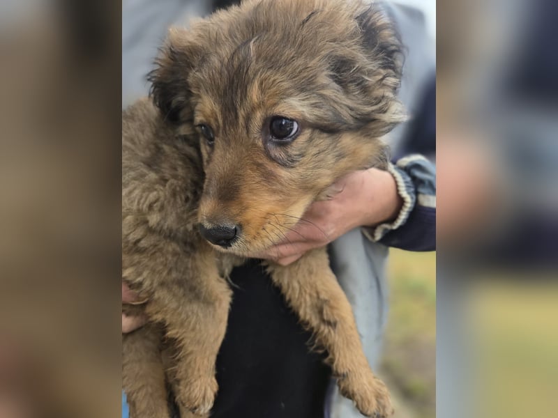 Tizia - verspielt, neugierig und verschmuste Welpe sucht dich