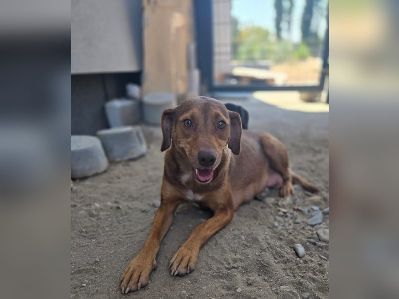 Sarinka - Hundemama sucht jetzt ihr Foreverhome - bei Dir