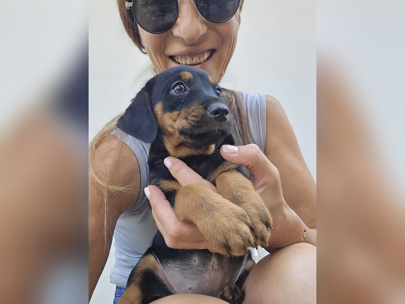 Suki - Abenteurer sucht Dich - mit viel Liebe, Geduld und Verantwortungsbewusstsein