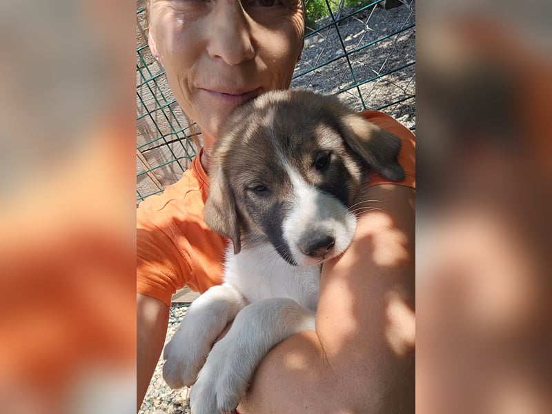 Josie - sucht ein Zuhause voller Liebe, Wärme und Menschen die sie glücklich macht