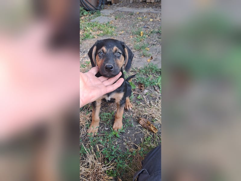 Romeo sucht bei Dir sein Körbchen oder eigens Bett für Immer
