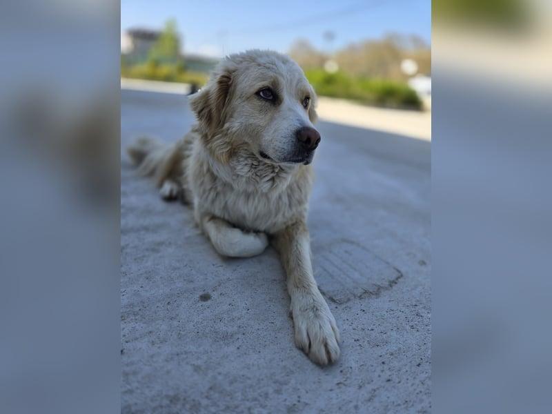 sanfter Romeo sucht ein warmes Plätzchen