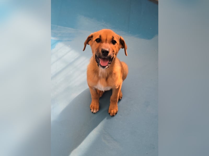 Nesya - sucht ihr Forever Home - bei Dir ?