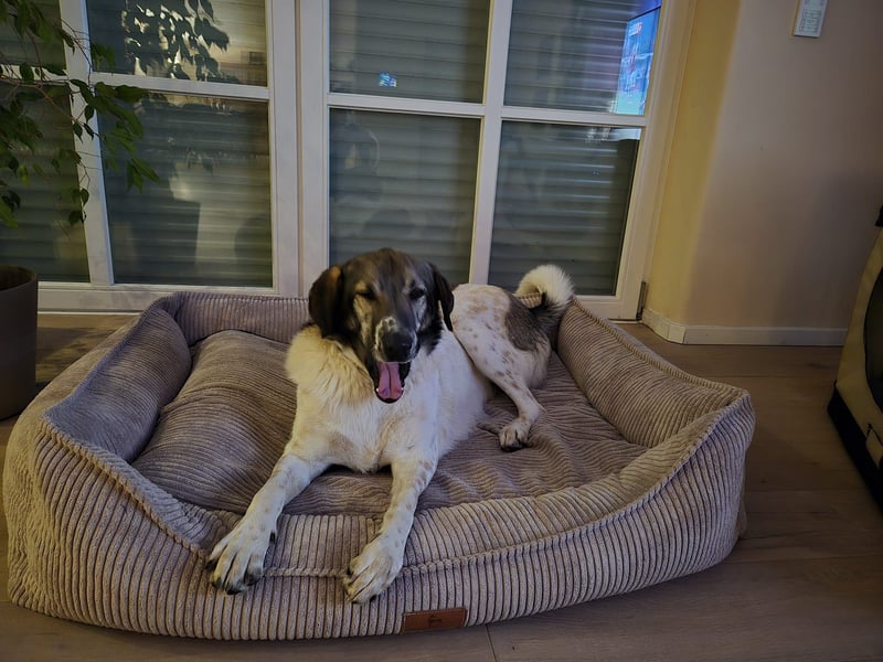 Kira - Lebensfreude auf vier Pfoten - besuchbar in DE 76689 Karlsdorf