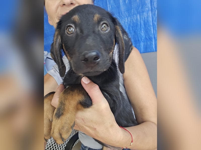 Russel - willst du mit mir gemeinsam wachsen und mir ein Forever Home geben ? Ja Du