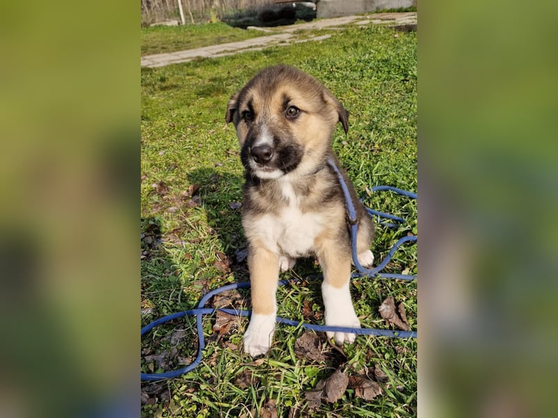 Whisky - junger Rüde möchte Dein Familienmitglied sein