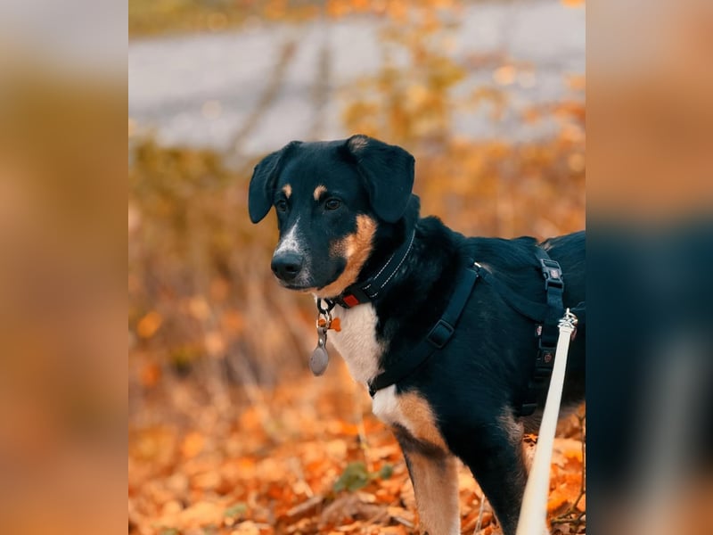 Charlie - besonderer Traum , Hund mit sanften Wesen