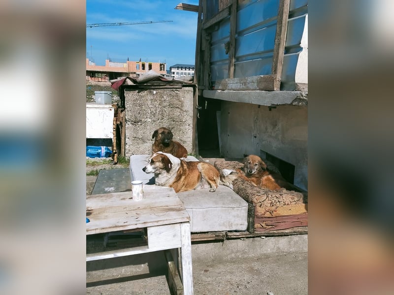 Veska - ältere Hundedame sucht dich für ihren Alterswohnsitz