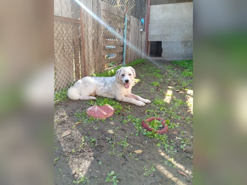 Liora - sanfte, liebe und freundliche Hündin - sucht dich