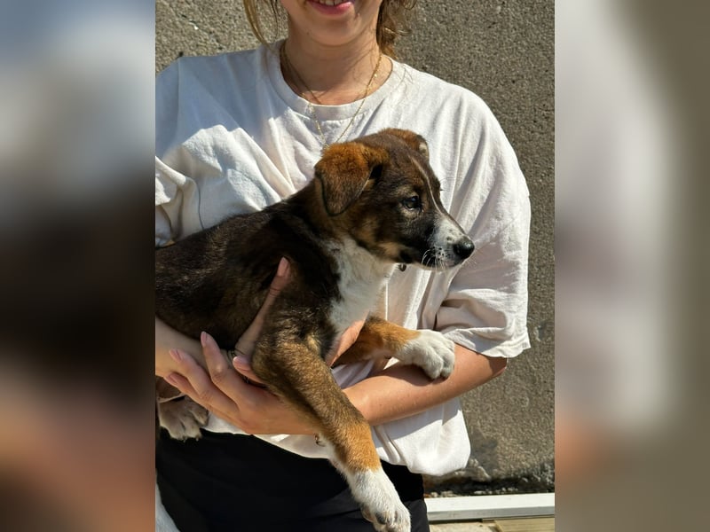 Maja - offene, lebensfrohe kleine Hündin sucht Dich - ja Dich