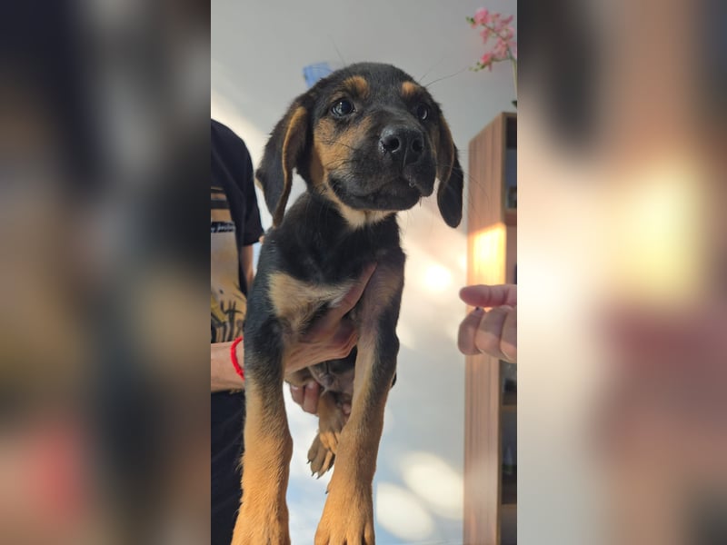 Romeo sucht bei Dir sein Körbchen oder eigens Bett für Immer