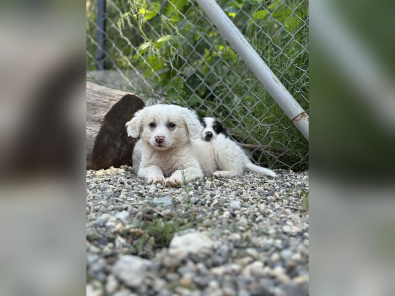 Milo - sucht dich für gemeinsame Abenteuer des Lebens
