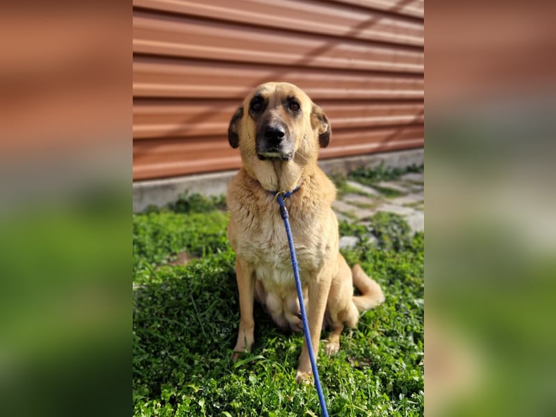 Wieka - Mama und ruhmreiche Kämpferin - sucht ihr Foreverhome